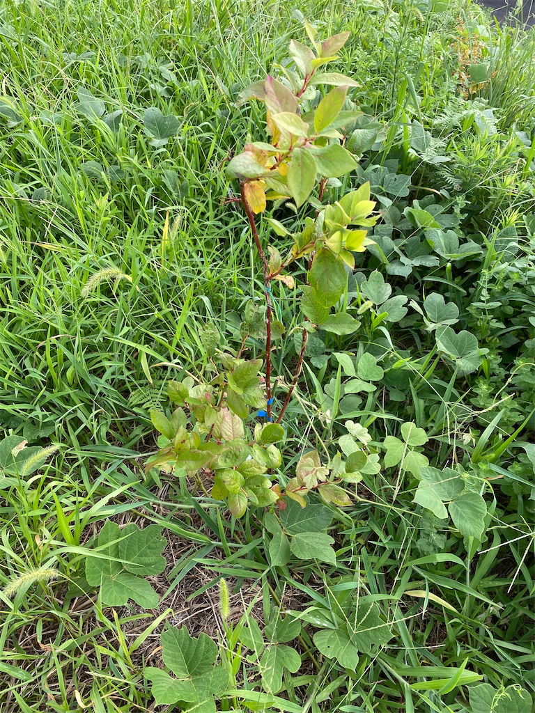 f:id:fishing-camping:20210731210423j:image f:id:fishing-camping:20210731210423j:image