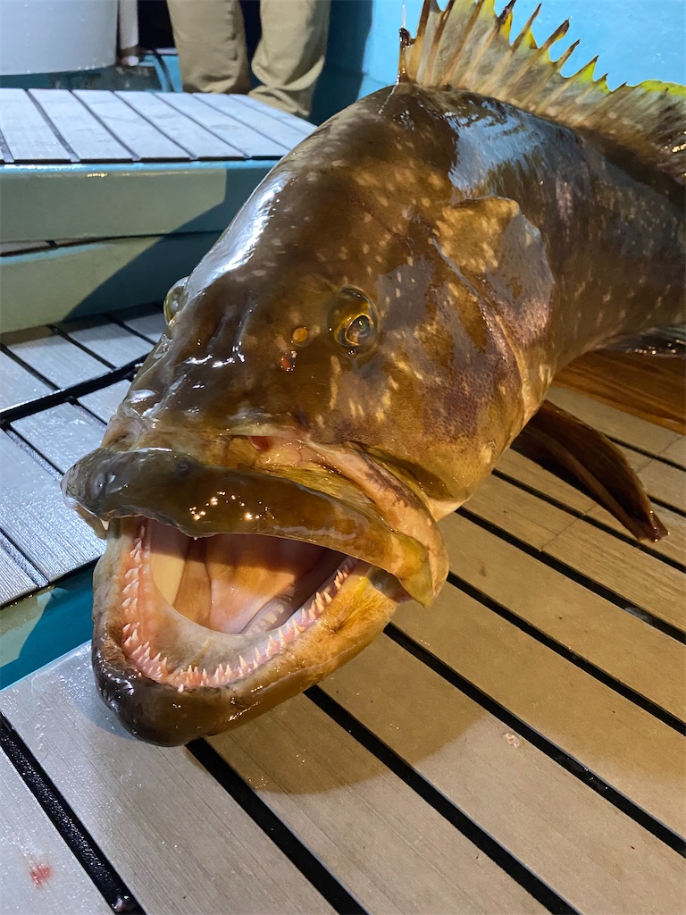 f:id:fishing-camping:20211109204424j:image