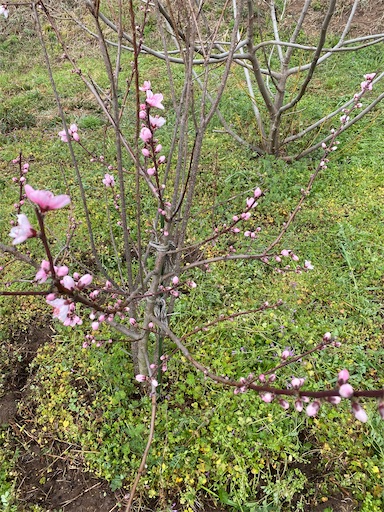 f:id:fishing-camping:20220319195102j:image