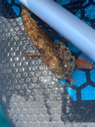 f:id:fishing-camping:20220703224717j:image f:id:fishing-camping:20220703224717j:image