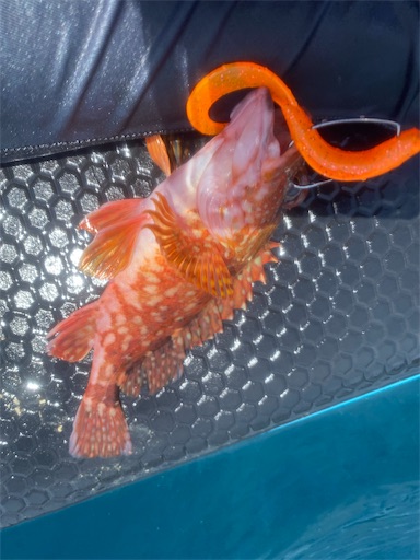 f:id:fishing-camping:20220703224756j:image f:id:fishing-camping:20220703224756j:image