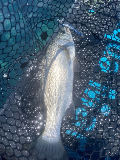 f:id:fishing-camping:20220703225435j:image f:id:fishing-camping:20220703225435j:image