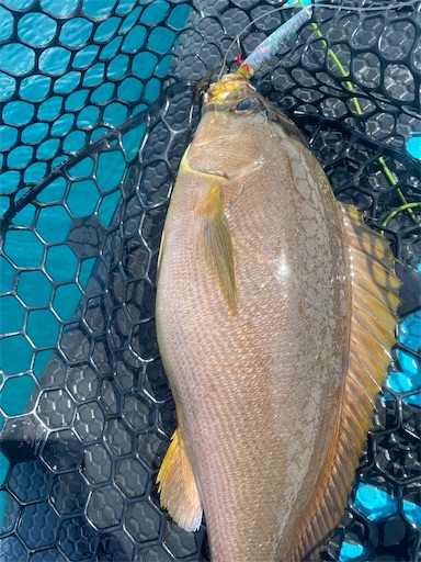 f:id:fishing-camping:20220705001134j:image f:id:fishing-camping:20220705001134j:image