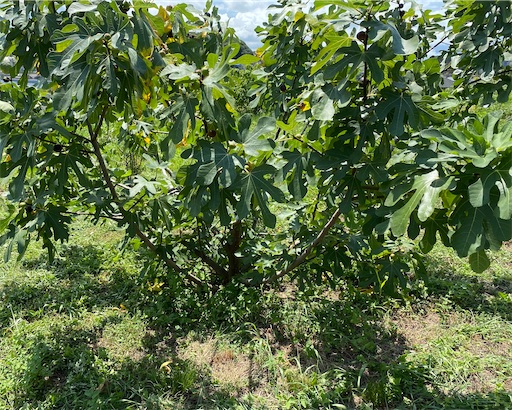 f:id:fishing-camping:20220806184414j:image f:id:fishing-camping:20220806184414j:image