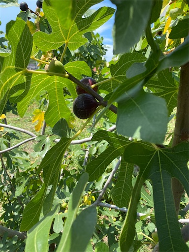 f:id:fishing-camping:20220806184426j:image f:id:fishing-camping:20220806184426j:image