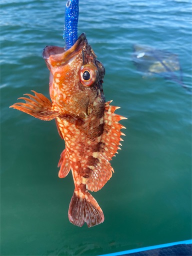 f:id:fishing-camping:20221001200745j:image f:id:fishing-camping:20221001200745j:image