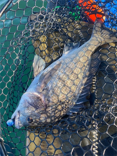 f:id:fishing-camping:20221002152553j:image f:id:fishing-camping:20221002152553j:image