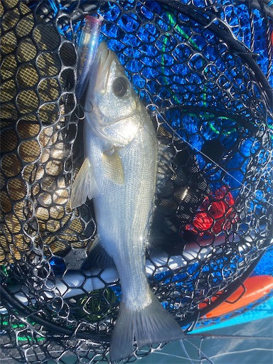 f:id:fishing-camping:20221103145102j:image