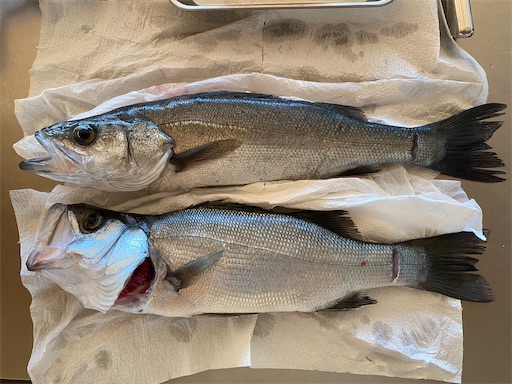 f:id:fishing-camping:20221103145124j:image