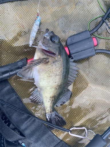 f:id:fishing-camping:20230521112705j:image