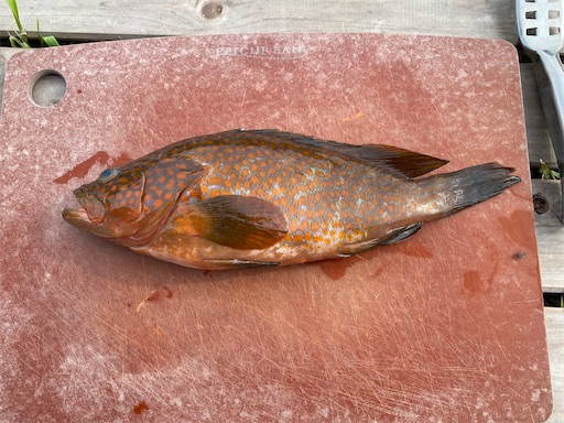 f:id:fishing-camping:20240716084041j:image