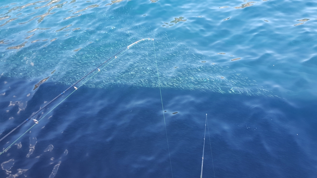 f:id:fishing-go:20170206232054j:plain