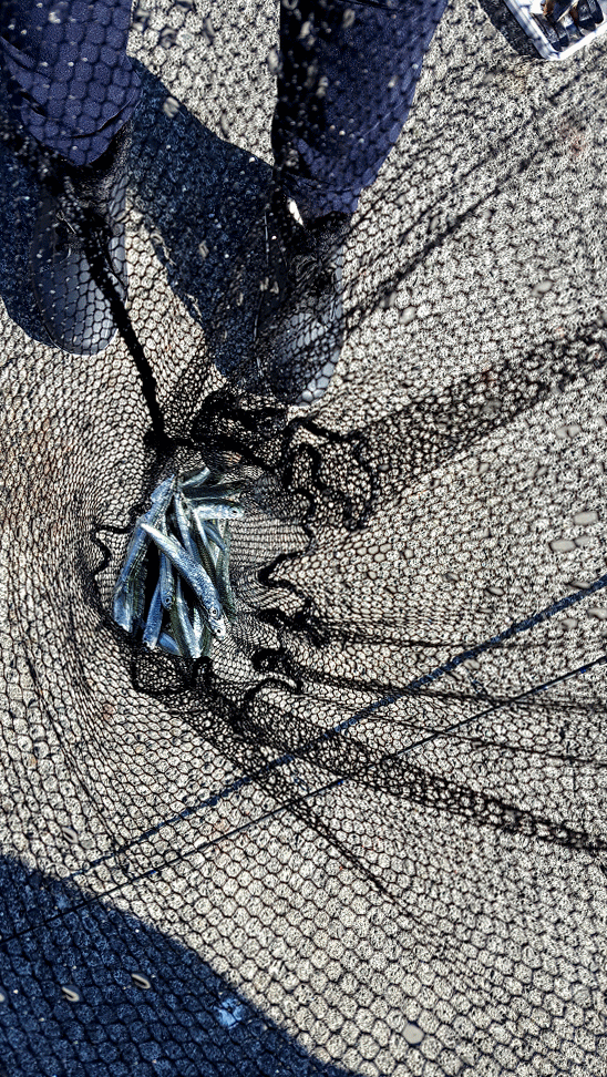f:id:fishing-go:20170206232224g:plain