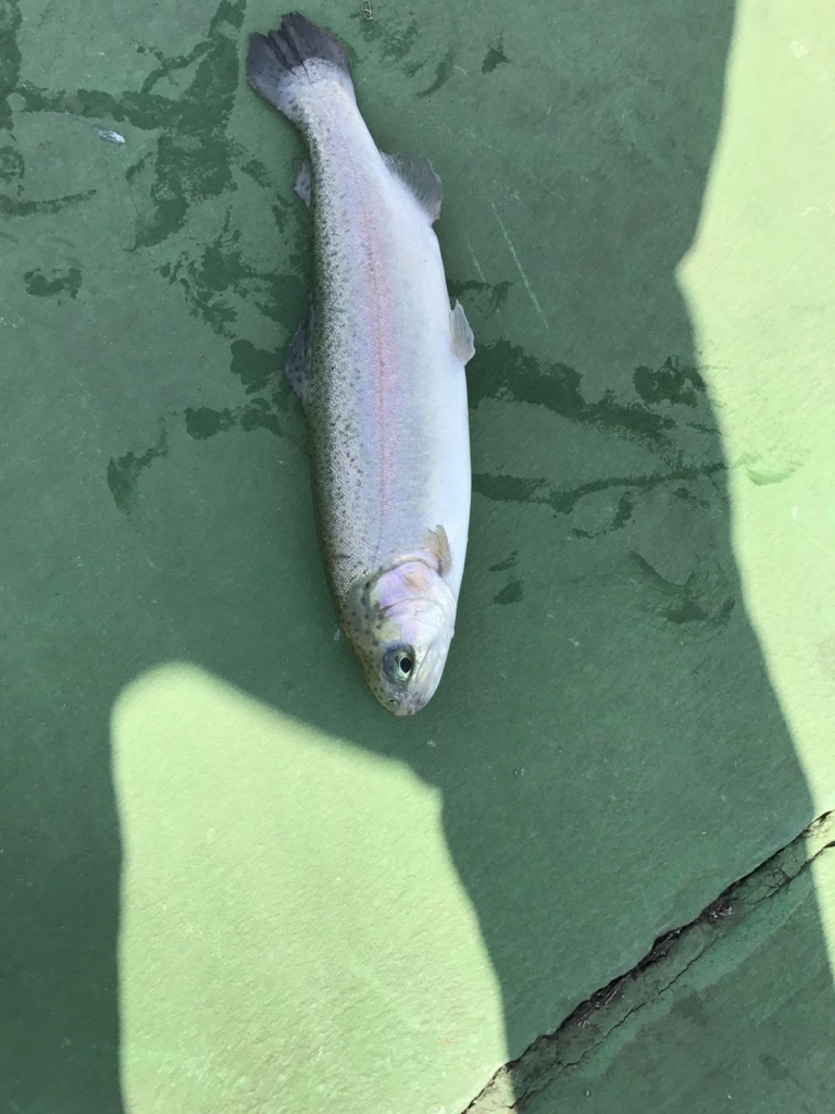 f:id:fishing-go:20170329234253j:plain