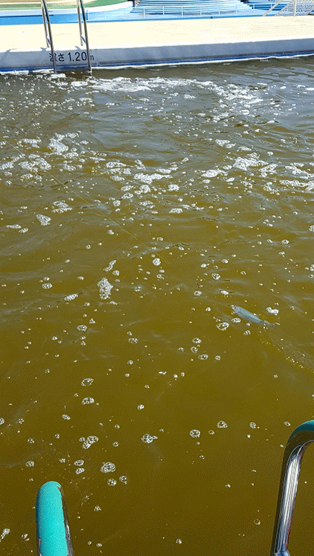 f:id:fishing-go:20170418225249g:plain