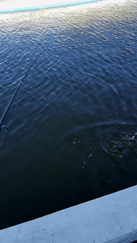 f:id:fishing-go:20170418225300g:plain