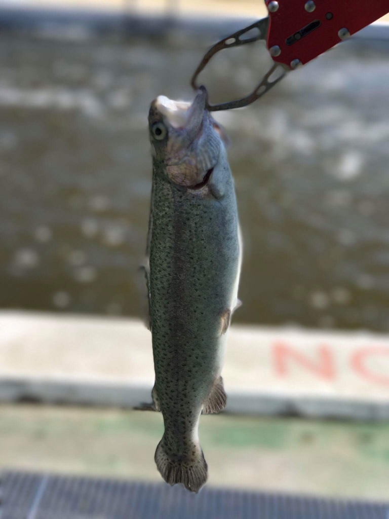 f:id:fishing-go:20170418225716j:plain