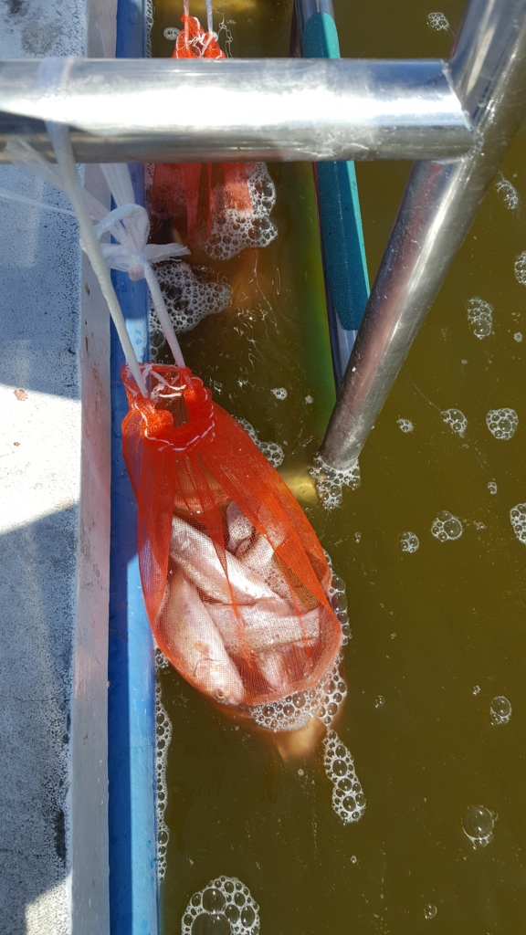 f:id:fishing-go:20170418225835j:plain
