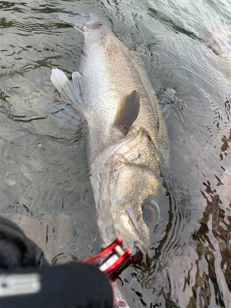 f:id:fishingMonchan:20200126181036j:image f:id:fishingMonchan:20200126181036j:image