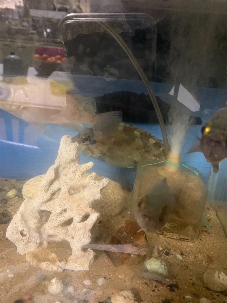f:id:fishingMonchan:20200203134413j:image f:id:fishingMonchan:20200203134413j:image
