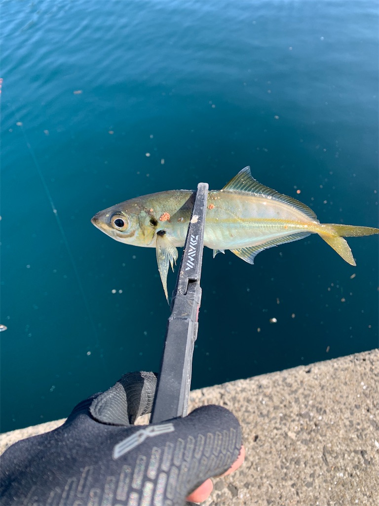 f:id:fishingMonchan:20200206143234j:image f:id:fishingMonchan:20200206143234j:image