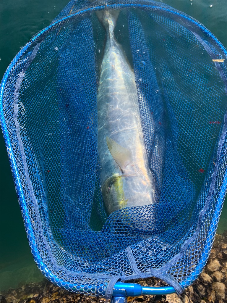 f:id:fishingMonchan:20200206144744j:image f:id:fishingMonchan:20200206144744j:image