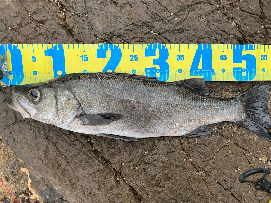 f:id:fishingMonchan:20200315173609j:image f:id:fishingMonchan:20200315173609j:image
