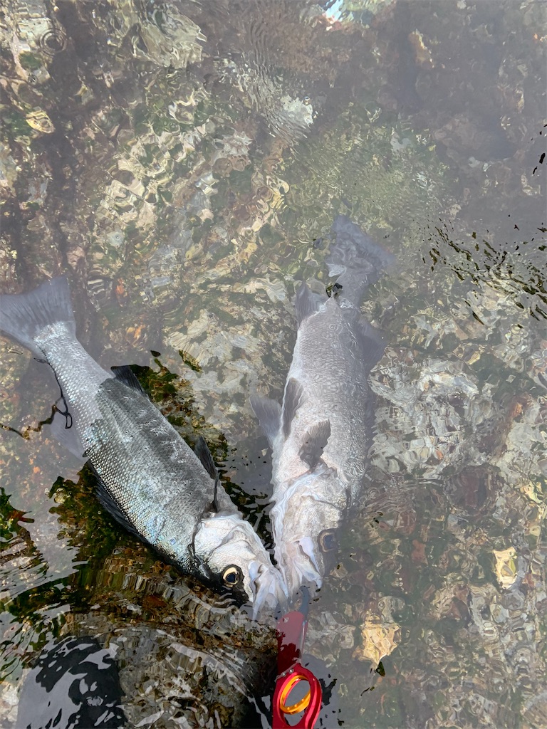 f:id:fishingMonchan:20200315174322j:image f:id:fishingMonchan:20200315174322j:image
