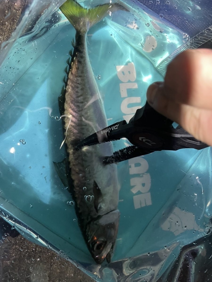 f:id:fishing_shin:20220124204136j:plain