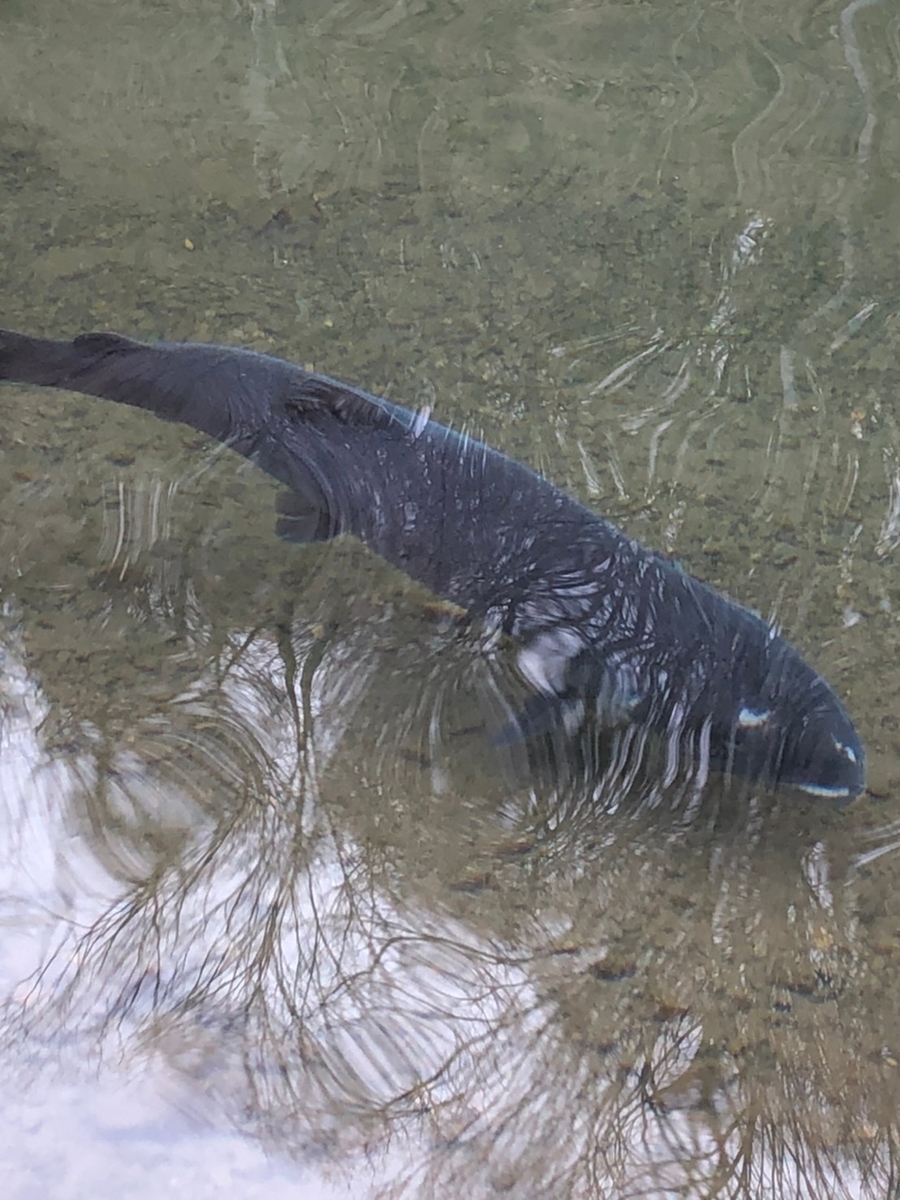 黒保根渓流フィッシング 釣り場紹介 たぬきの管理釣り場ときどき海釣りブログ 黒保根渓流フィッシング 釣り場紹介 たぬきの管理釣り場ときどき海釣りブログ