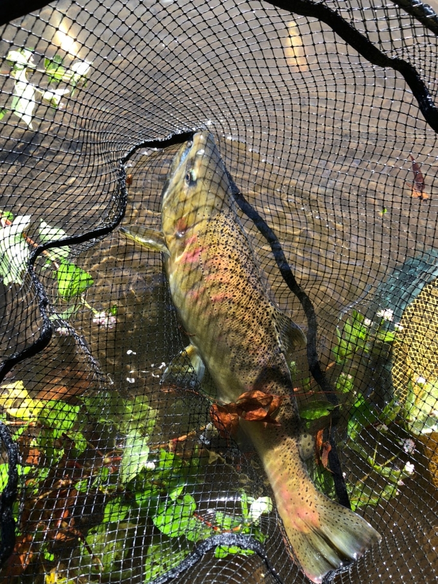 f:id:fishing_tanuki:20211005204650j:plain