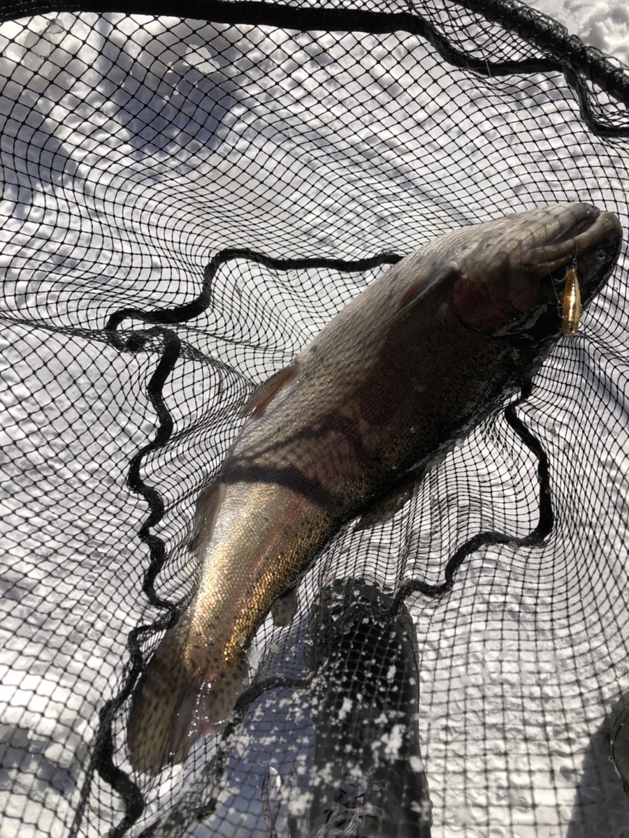 f:id:fishing_tanuki:20220114215633j:plain