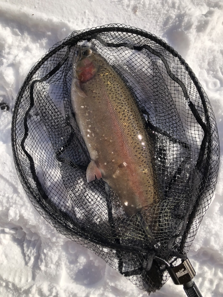 f:id:fishing_tanuki:20220114215726j:plain