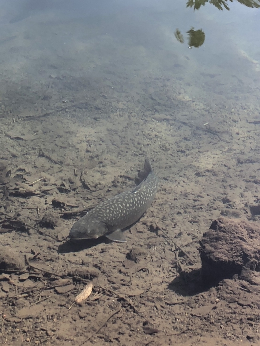 f:id:fishing_tanuki:20220114220523j:plain