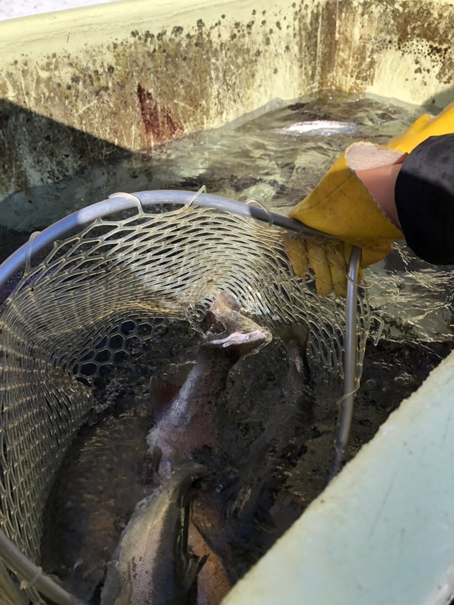 f:id:fishing_tanuki:20220114220553j:plain