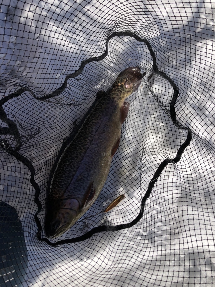 f:id:fishing_tanuki:20220114221005j:plain