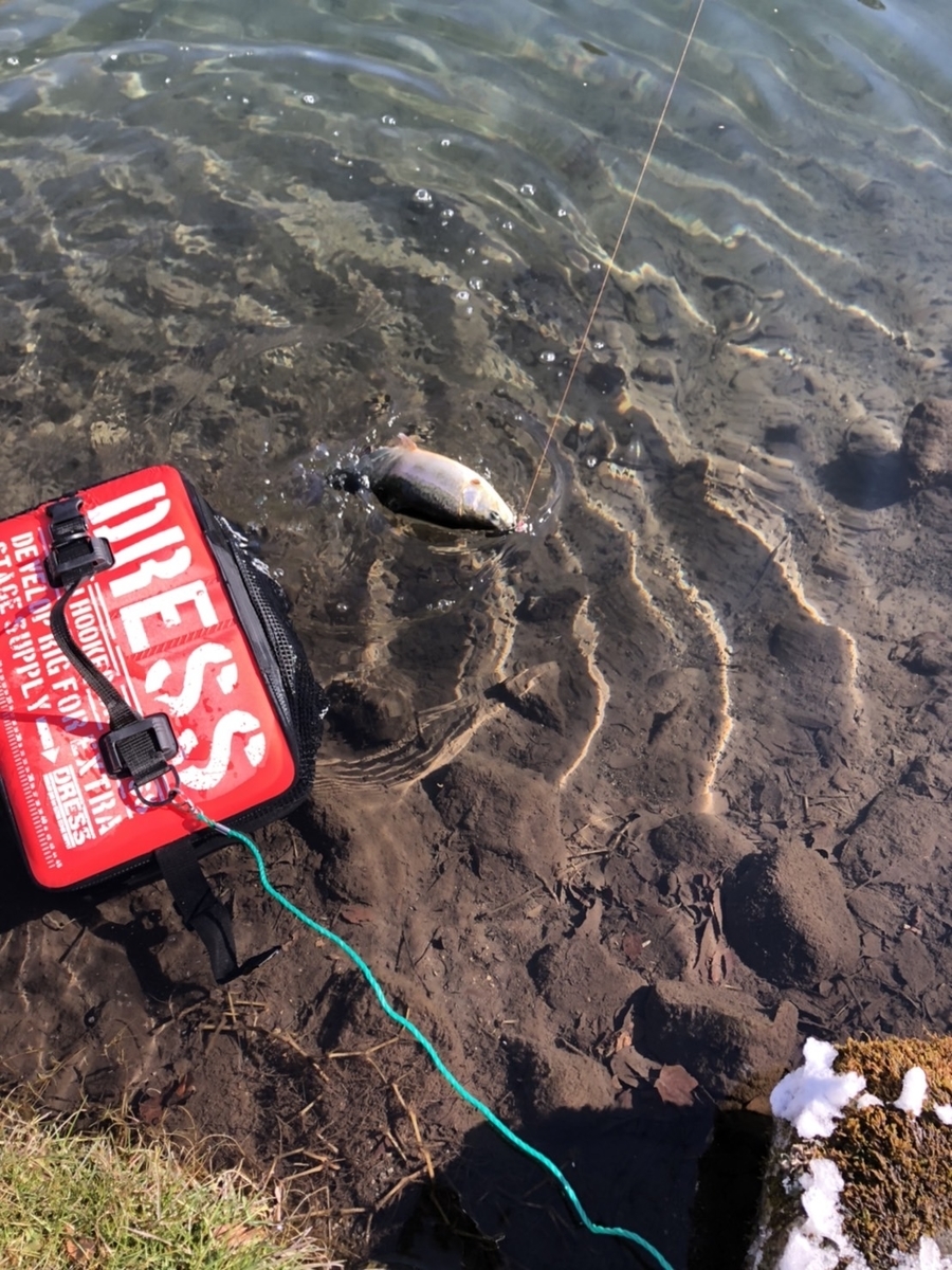 f:id:fishing_tanuki:20220114223033j:plain