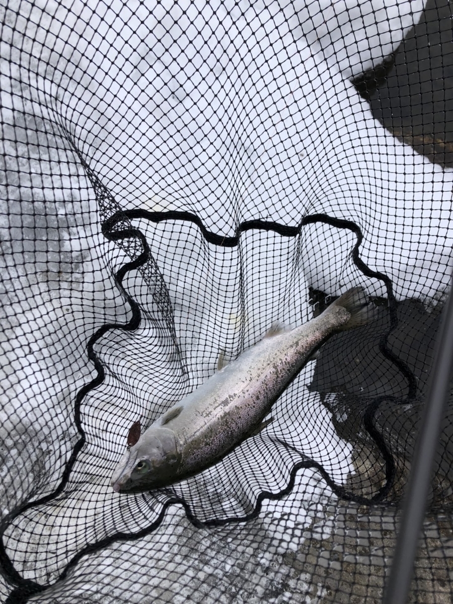 f:id:fishing_tanuki:20220302220515j:plain