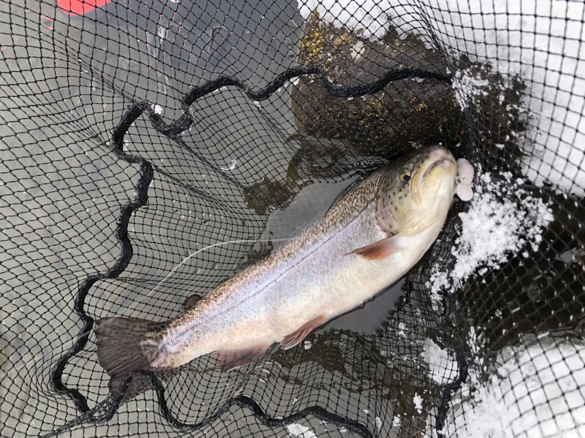 f:id:fishing_tanuki:20220302221025j:plain