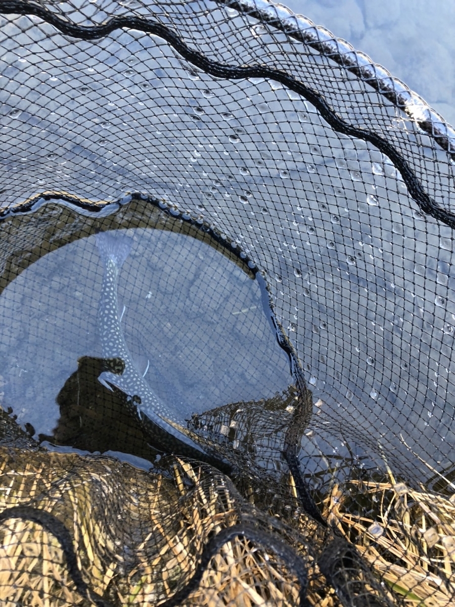 f:id:fishing_tanuki:20220407210149j:plain