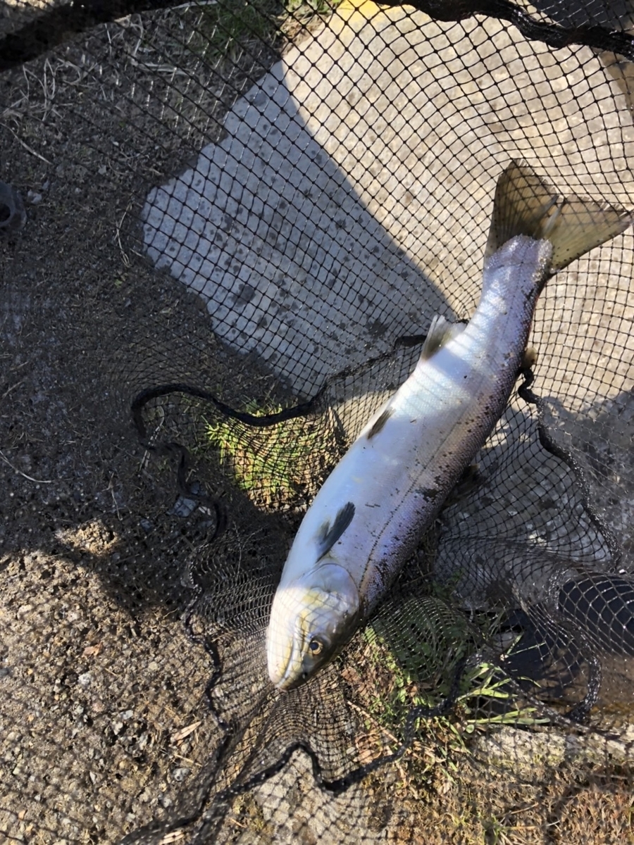 f:id:fishing_tanuki:20220407210545j:plain