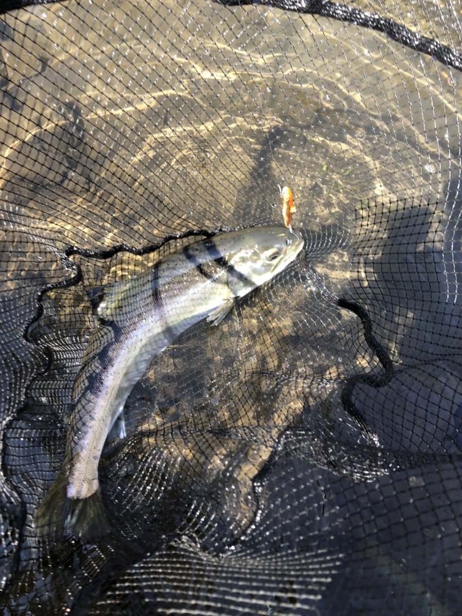f:id:fishing_tanuki:20220407210602j:plain