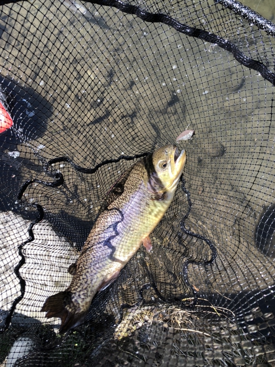 f:id:fishing_tanuki:20220407210626j:plain