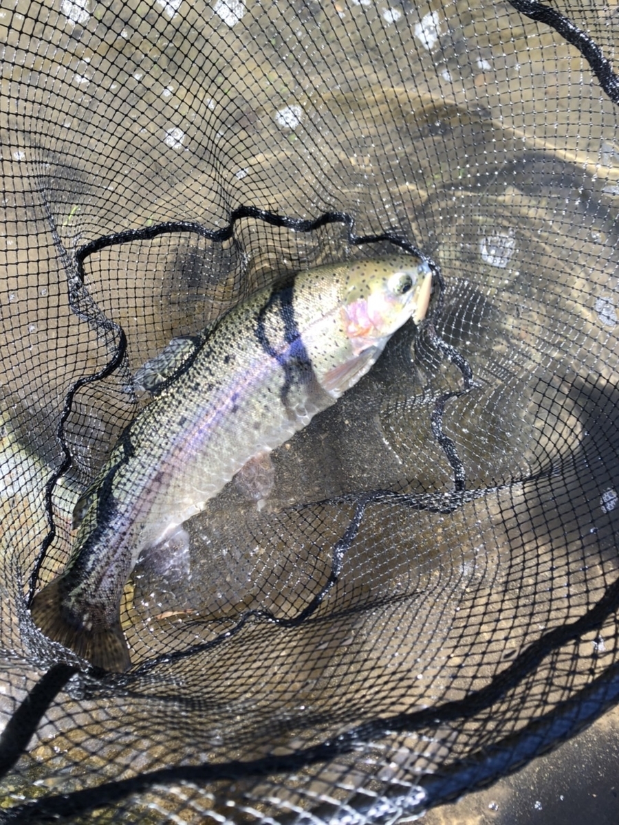 f:id:fishing_tanuki:20220407210838j:plain