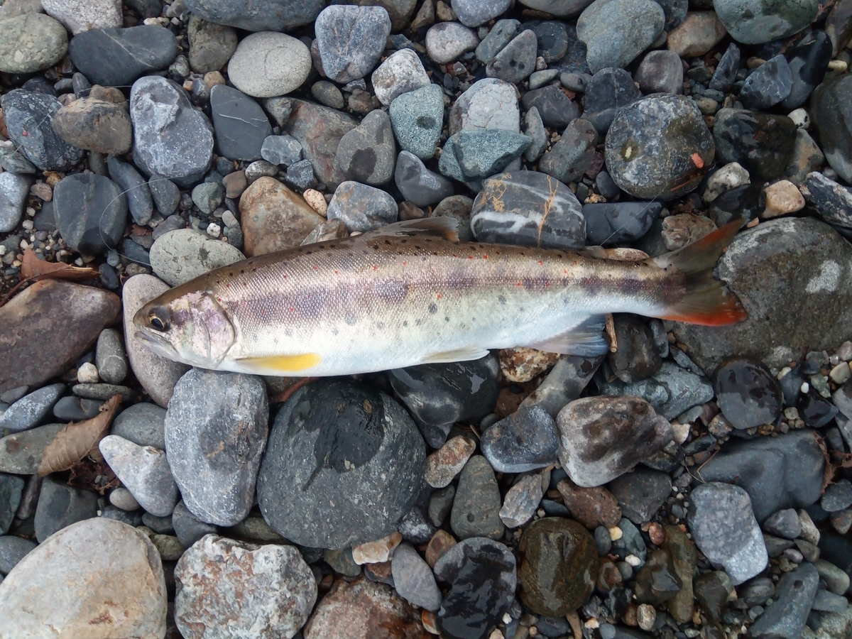 f:id:fishingandcamping:20200922214234j:plain f:id:fishingandcamping:20200922214234j:plain
