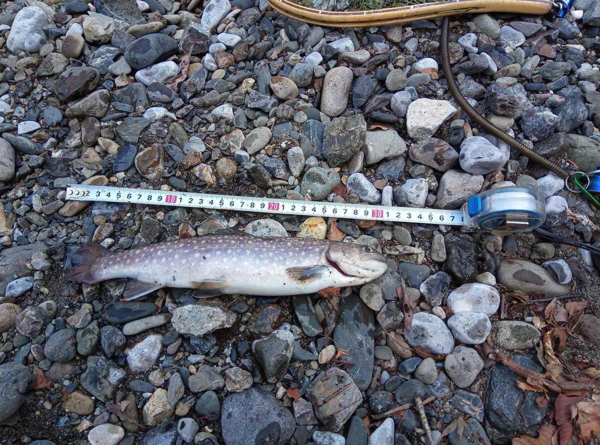 f:id:fishingandcamping:20210227211313j:plain