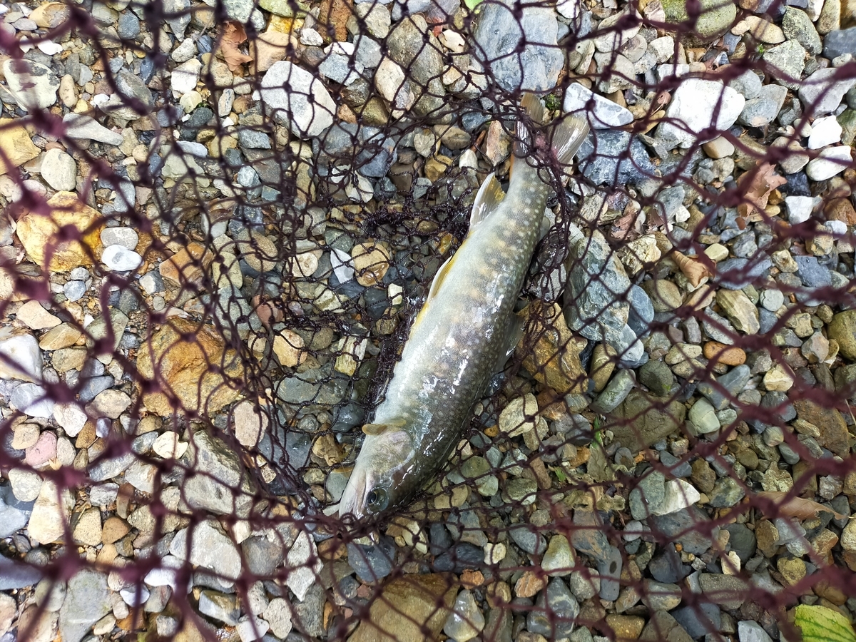 f:id:fishingandcamping:20210729213026j:plain