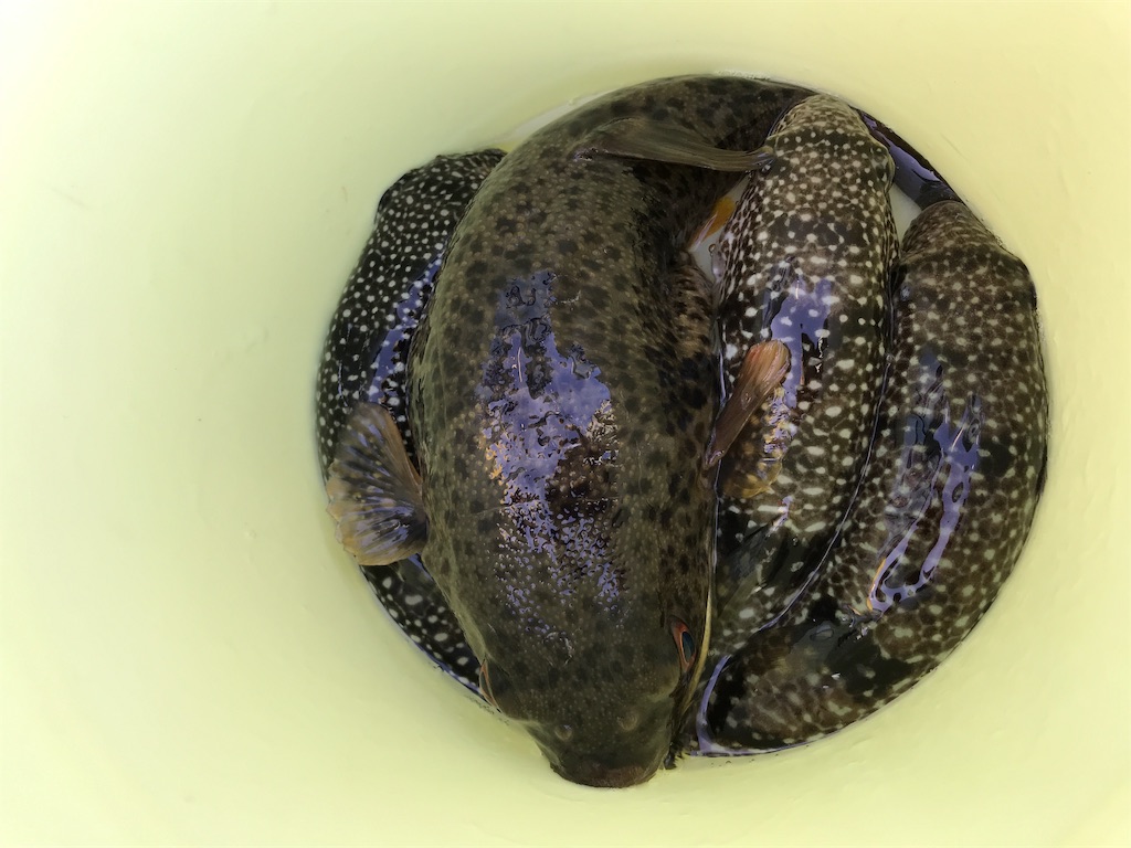 釣行記 19 11 02 野毛屋釣船店 湾フグ 東京湾 相模湾の沖釣りのススメ