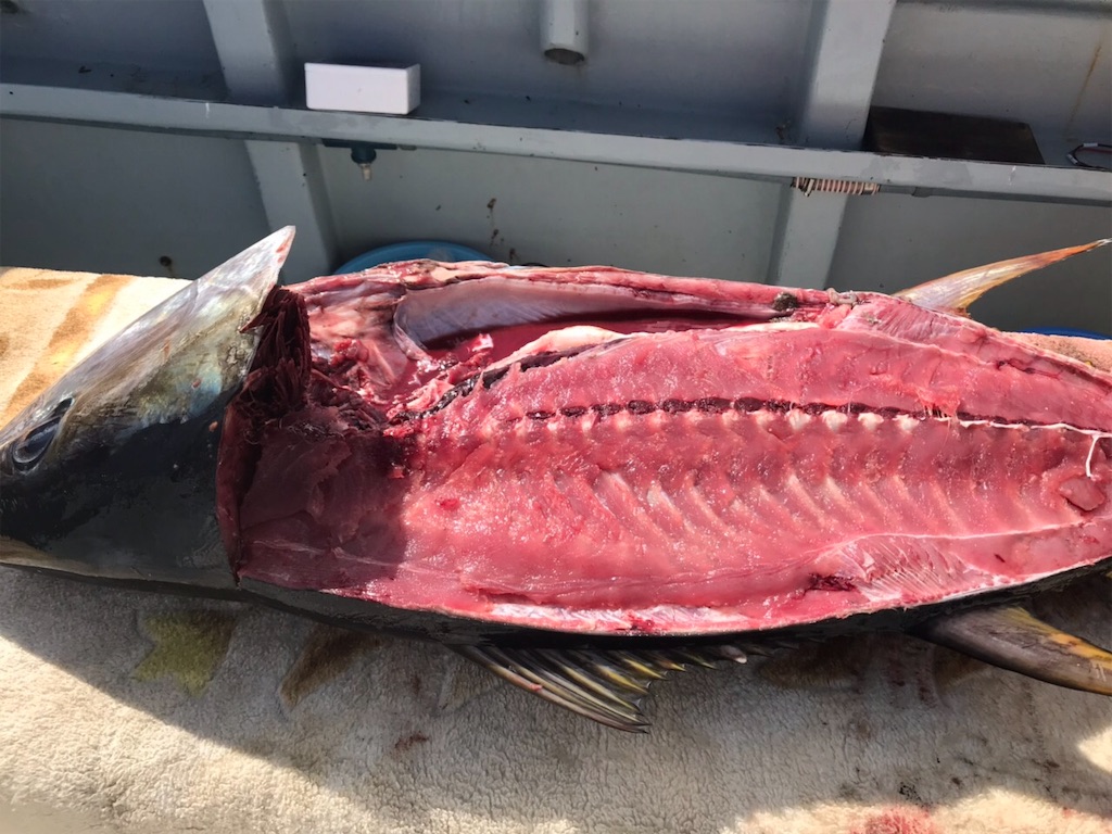 f:id:fishingandwine:20191123102721j:image
