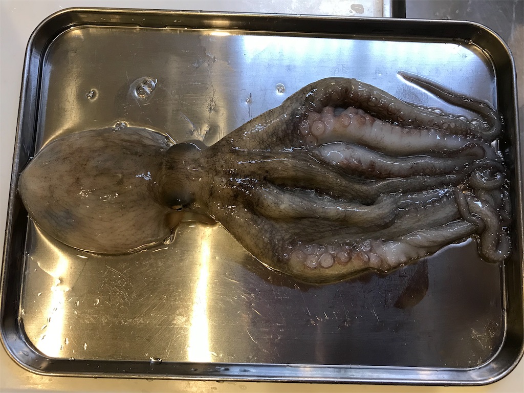 f:id:fishingandwine:20191123224205j:image
